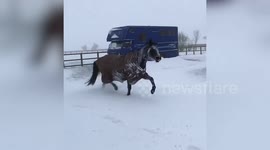 Funny video of horse face-planting in huge pile of snow goes viral
