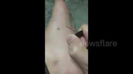 三亚  一只被电死的蚊子