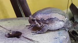 Bullfrog devours bees with its huge, rapid-fire tongue