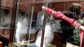 Cats being fool