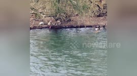 Newsflare Edit - wtf, baby ducks in early march !!