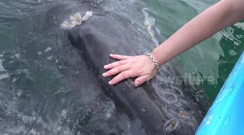 These friendly whales want you to pet them