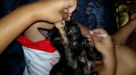 Amused cat's expression when his ears are cleaned with cotton buds