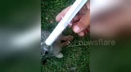 Newsflare Edit - Little rabbit need food