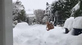 Cat running from the snow