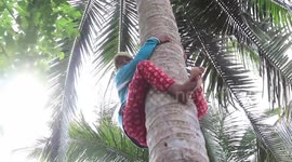 Amazing Indonesian mother works as coconut picker to make ends meet