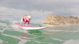 Champion pug surfer rides Del Mar beach