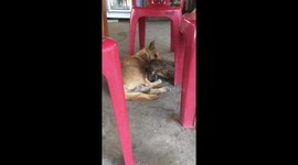 Chicken won't let dog sleep