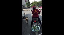 Dog jumps onto back of motorbike to ride pillion