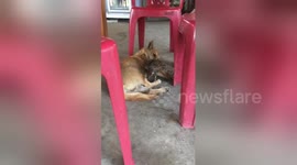 Newsflare Edit - Chicken won't let dog sleep