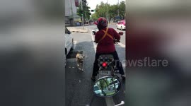 Dog jumps onto back of motorbike to ride pillion
