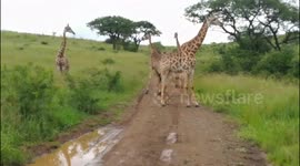 Giraffe baby playing