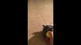 Cat and little dog playing ball