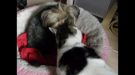Cat welcomes new adopted Yorkie