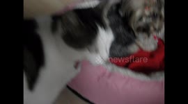 Perla the Cat rubs her head against Lucy to welcome her into our pack