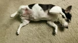 Pepper... the cutest rat terrier in the world howls with me. So cute!