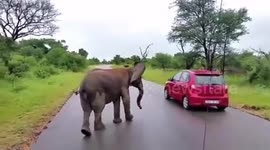 Bold baby elephant scares off safari tourists in tiny car