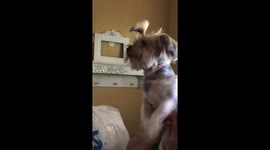 Yorky is a greeter moving paws to say hi