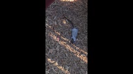 Dead possum at park in Melbourne