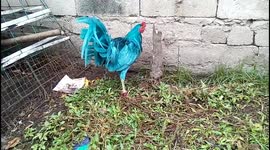 This chicken is feeling blue