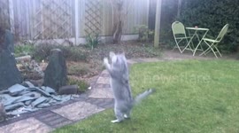 Cute cat’s garden ballet display