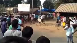 Narrow escape for spectator after bull makes astonishing leap