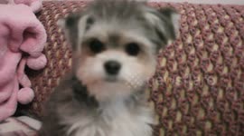 Girl sings to her puppy most adorable thing you will ever see!