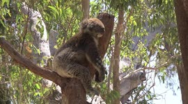 Koala snoozing