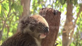 Koala snoozing head detail