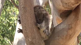 Koala snoozing two thumbs visible