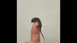 ヤモリの赤ちゃん!