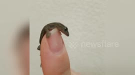 Baby Japanese gecko plays on human finger