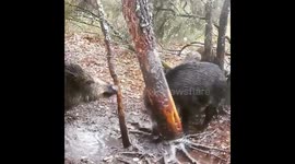 Wild Boars