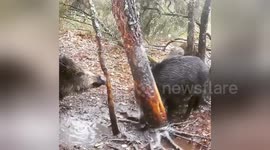 Newsflare Edit - Wild Boars