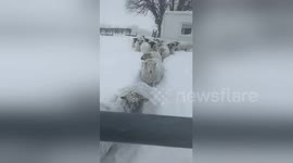 Sheep enjoy Beast from the East storm in Dublin