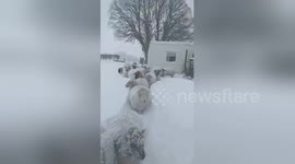 Sheep jump through snow drifts on County Westmeath farm