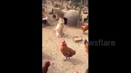 Pooch stands like a person in the middle of a chicken farm