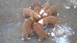 Small Puppies Hungry