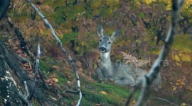 Roe Deer in Autumn