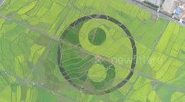 Giant yin-yang symbol carved into a field of flowers