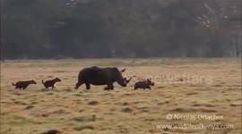 Mother rhino protects calf from hungry hyenas