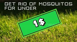 Get Rid Of Mosquitos - Mosquito Smoker HACK!