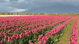 The Tulip Festival in Netherlands 2018