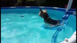 Yorkshire Terrier enjoying the summer