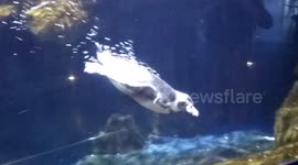Penguins Swimming