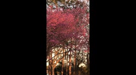 Cherry blossoms in Lake Orlando, Florida