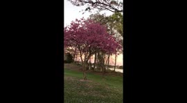 Cherry Bloossom in Florida