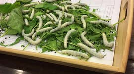 Introduction to Silkworm