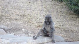 Male baboon nonchalantly plays with himself