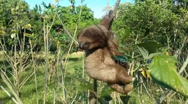 A young sloth reaches out to greet you!